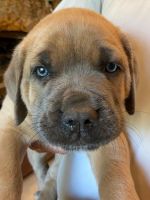 Martin Mosa Mastiff Puppies for sale in Lago Madero, Chula Vista, CA 91914, USA. price: $2,000