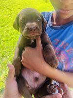 Mastador Puppies for sale in Modesto, CA 95350, USA. price: $500