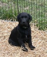 Mastador Puppies for sale in Packwood, WA, USA. price: $300