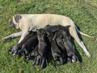 Mastador Puppies for sale in Upper Sandusky, OH 43351, USA. price: $500