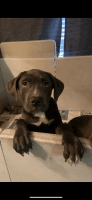 Mastador Puppies for sale in Carmichael, CA, USA. price: $300