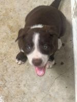McNab Puppies for sale in Kerrville, TX 78028, USA. price: NA