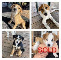 McNab Puppies for sale in Lorida, FL 33857, USA. price: NA