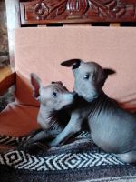 Mexican Hairless Puppies for sale in Dana Point, CA, USA. price: NA