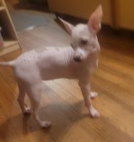 Mexican Hairless Puppies for sale in 4081 Arizona St, San Diego, CA 92104, USA. price: NA