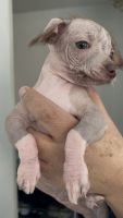 Mexican Hairless Puppies Photos