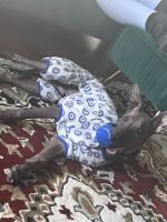 Mexican Hairless Puppies for sale in Jasper, IN, USA. price: $3,000