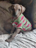 Mexican Hairless Puppies for sale in Los Angeles, CA, USA. price: $2,000