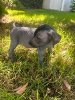 Mexican Hairless Puppies for sale in Simi Valley, CA, USA. price: $3,000