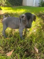 Mexican Hairless Puppies Photos