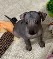 Mexican Hairless Puppies for sale in Las Cruces, New Mexico. price: $1,500
