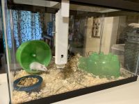 Mice Rodents for sale in Nashua, NH, USA. price: NA