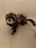 Micro Ferret Rodents for sale in 14637 Friesian Trail, El Paso, TX 79938, USA. price: NA