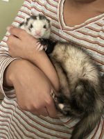Micro Ferret Rodents for sale in Houston, TX, USA. price: NA