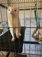 Micro Ferret Rodents for sale in Crystal City, MO 63019, USA. price: NA