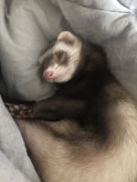 Micro Ferret Rodents for sale in Slatington, PA 18080, USA. price: $250