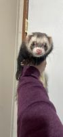 Micro Ferret Rodents for sale in 1505 Ridgewood Dr, Augusta, KS 67010, USA. price: $200