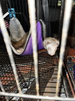 Micro Ferret Rodents for sale in Hernando, Florida. price: $450