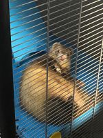 Micro Ferret Rodents for sale in Houston, Texas. price: NA