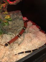 Milk Snake Reptiles for sale in Thousand Oaks, CA, USA. price: NA