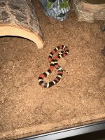 Milk Snake Reptiles for sale in 2707 Twin Woods Ln, Spring, TX 77386, USA. price: NA