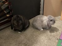 Mini Lop Rabbits for sale in Detroit, MI, USA. price: NA