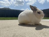 Mini Lop Rabbits for sale in Spring, TX 77373, USA. price: NA