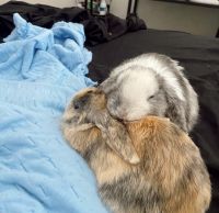 Mini Lop Rabbits for sale in Tallahassee, FL 32310, USA. price: NA