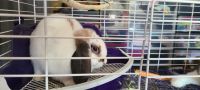 Mini Lop Rabbits for sale in Chesterfield, MI 48051, USA. price: NA
