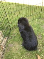Mini Lop Rabbits for sale in Central Lake, MI 49622, USA. price: NA