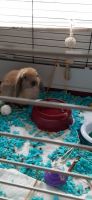 Mini Lop Rabbits for sale in Fort Lauderdale, FL, USA. price: NA