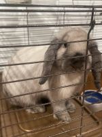 Mini Lop Rabbits for sale in 516 Allen St, West Hazleton, PA 18202, USA. price: NA