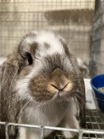 Mini Lop Rabbits for sale in Burnsville, MN, USA. price: NA