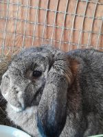 Mini Lop Rabbits for sale in Perham, MN 56573, USA. price: NA