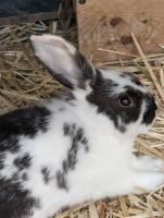 Mini Lop Rabbits for sale in Kimberly, ID 83341, USA. price: $20