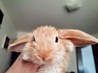 Mini Lop Rabbits for sale in Wyoming, MI, USA. price: $25