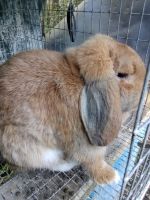 Mini Lop Rabbits for sale in Middleburg, FL 32068, USA. price: $40