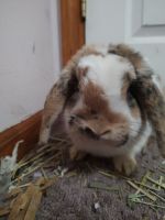 Mini Lop Rabbits for sale in Utica, MI 48315, USA. price: $60