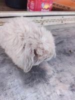 Mini Lop Rabbits for sale in Sand Springs, Oklahoma. price: $2,500