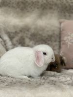 Mini Lop Rabbits for sale in Bastrop, Texas. price: $100