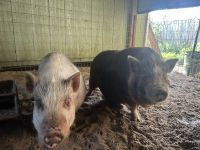 Mini/Micro Pig Animals for sale in Fort Myers, FL 33912, USA. price: NA