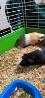 Mini/Micro Pig Animals for sale in Carrollton, TX, USA. price: NA