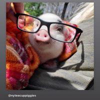 Mini/Micro Pig Animals for sale in Freehold, NJ 07728, USA. price: NA