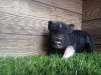 Mini/Micro Pig Animals for sale in 2966 W Overton Rd, Tucson, AZ 85742, USA. price: NA
