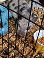 Mini/Micro Pig Animals for sale in Charlotte, NC 28216, USA. price: NA