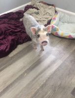Mini/Micro Pig Animals for sale in Atlanta, GA, USA. price: NA