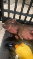 Mini/Micro Pig Animals for sale in San Diego, CA, USA. price: NA