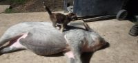 Mini/Micro Pig Animals for sale in San Antonio, TX 78244, USA. price: $100