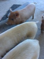 Mini/Micro Pig Animals for sale in San Andreas, CA 95249, USA. price: $100