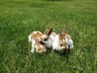 Mini Rex Rabbits for sale in Canton, SD 57013, USA. price: NA